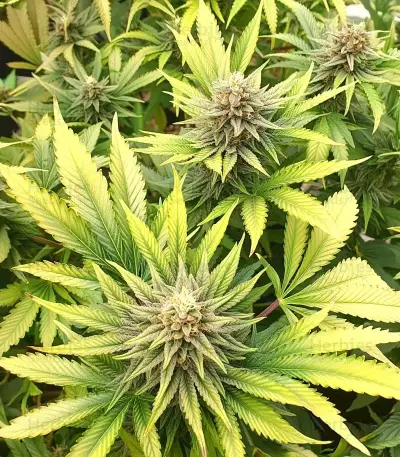 White Runtz feminisierte Samen (Barney's Farm)