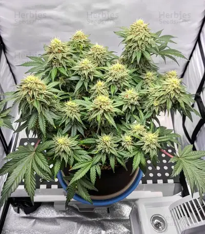 White Runtz feminisierte Samen (Barney's Farm)