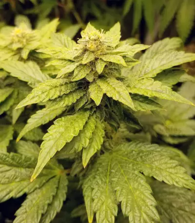 Sugar Breath (Humboldt Seeds Organization) Cannabis-Samen