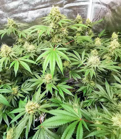 Vitality feminisierte Samen (AlphaFem Seeds)