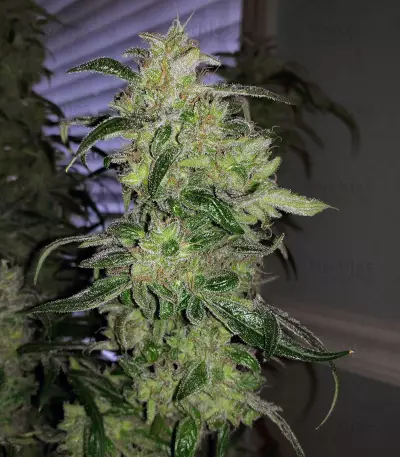 Z OG Auto (Barney's Farm) Cannabis-Samen