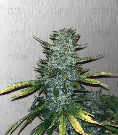Purple Skunk Mass (Critical Mass Collective Seeds) Cannabis-Samen