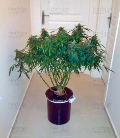 Think Different Auto (Dutch Passion) Cannabis-Samen