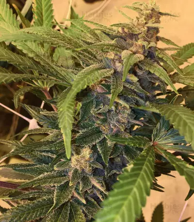 501st OG Regular (Rare Dankness Seeds) Cannabis-Samen