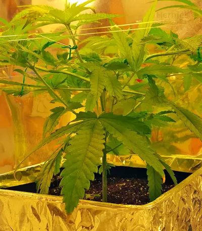 Kryptonite strain