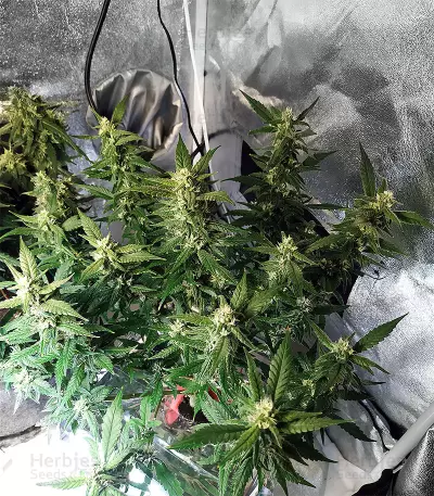 Auto Do-Si-Dos Cookies (00 Seeds) Cannabis-Samen