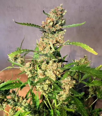 Auto Strawberry Gum (Advanced Seeds) Cannabis-Samen