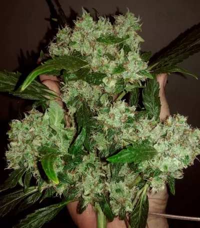 Auto Ultimate (Dutch Passion) Cannabis-Samen