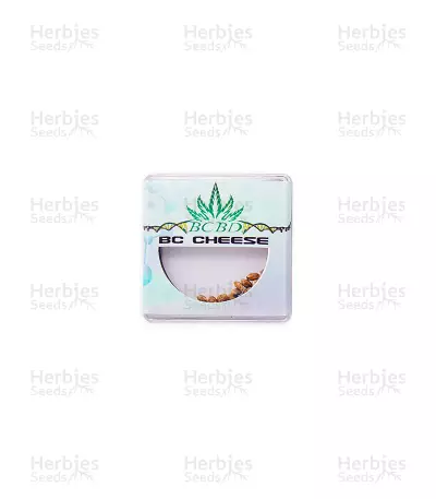 BC Cheese regular (BC Bud Depot Seeds) Cannabis-Samen