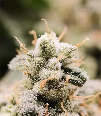 Black Jack (Sweet Seeds) Cannabis-Samen