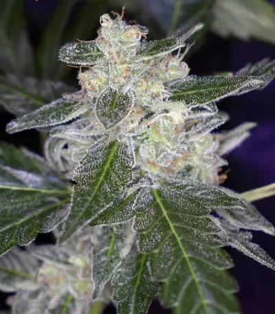 Bruce Banner #3 Auto strain