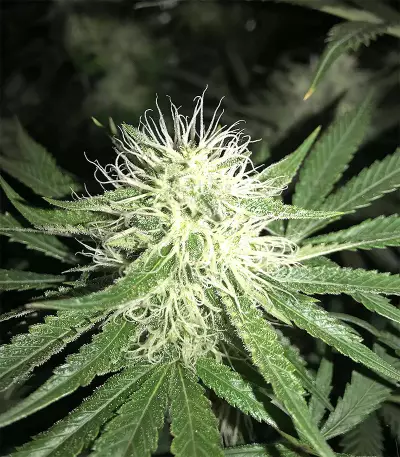 Bubble Bomb (Bomb Seeds) Cannabis-Samen