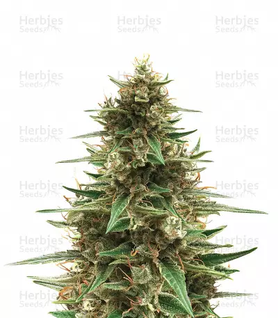 CBD 1:1 Silver Lime Haze (Seedstockers) Cannabis-Samen