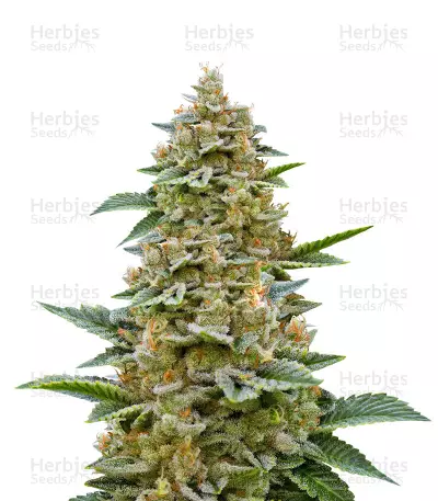 Chemdawg #4 (Big Head Seeds) Cannabis-Samen