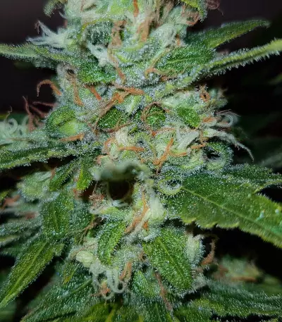 Critical Kush regular (Barney's Farm) Cannabis-Samen