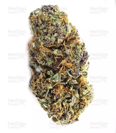 Fruit Cake (Seedstockers) Cannabis-Samen