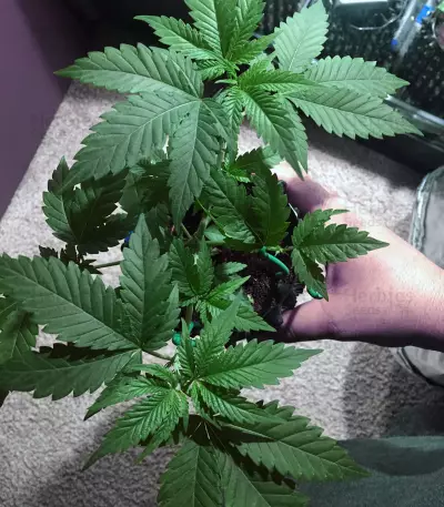 Gorilla Bomb (Bomb Seeds) Cannabis-Samen