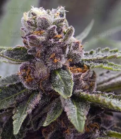 Gelato (Original Sensible Seeds) Cannabis-Samen
