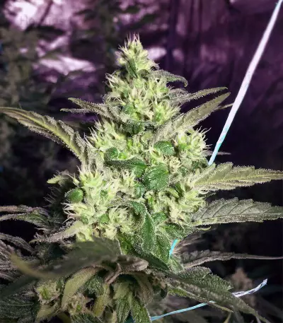 Girl Scout Cookies (Big Head Seeds) Cannabis-Samen