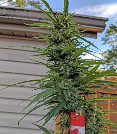Gorilla (GG#4 Original Glue) (Expert Seeds) Cannabis-Samen