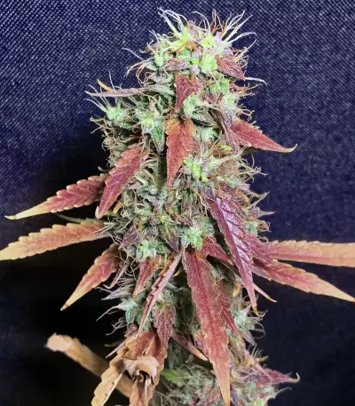 Goxuak Auto (Genehtik Seeds) Cannabis-Samen
