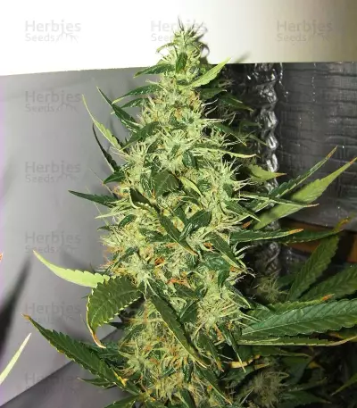 Grandaddy Banner (Big Head Seeds) Cannabis-Samen