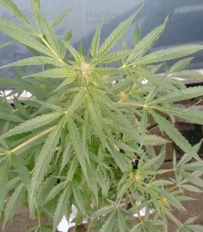 HulkBerry strain