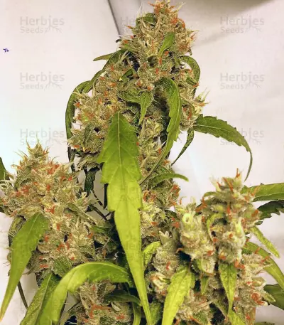Jack Herer (Sensi Seeds) Cannabis-Samen