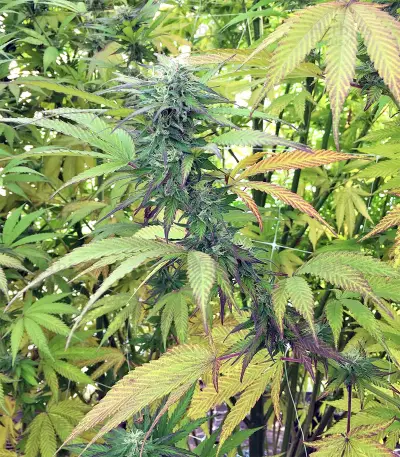 Kali China (Ace Seeds) Cannabis-Samen