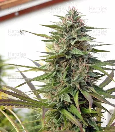 Malawi Regular (Ace Seeds) Cannabis-Samen