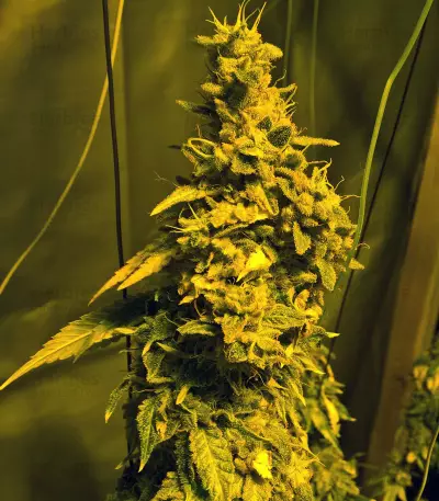 Midnight Kush (G13 Labs) Cannabis-Samen