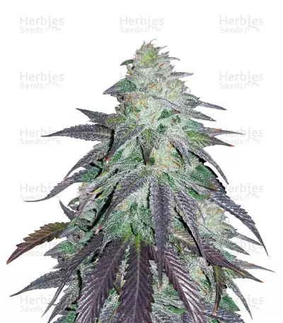OGKZ (Humboldt Seeds) Cannabis-Samen