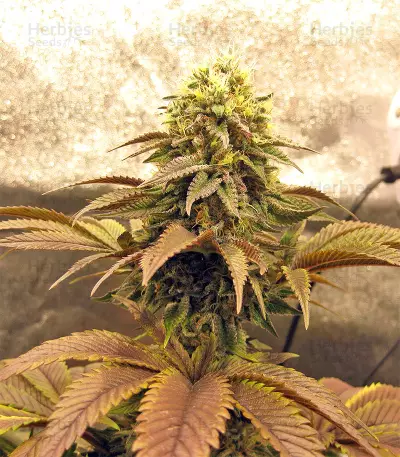 Peyote Purple Regular (CannaBioGen) Cannabis-Samen