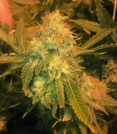 Pineapple Express (G13 Labs) Cannabis-Samen