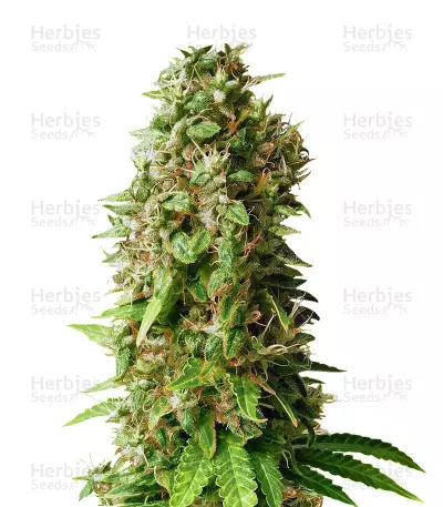 Princess Haze Regular (Brothers Grimm Seeds) Cannabis-Samen