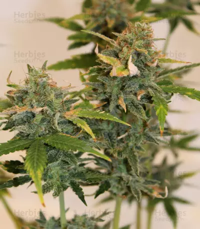 Skunk #1 (Sensi Seeds) Cannabis-Samen