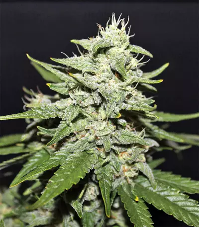 Sour Crack Auto (Mephisto Genetics) Cannabis-Samen