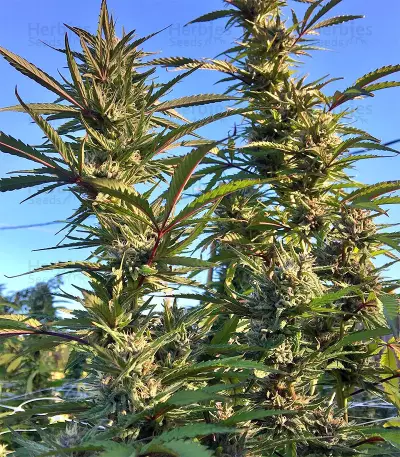 Strawberry Banana (Big Head Seeds) Cannabis-Samen