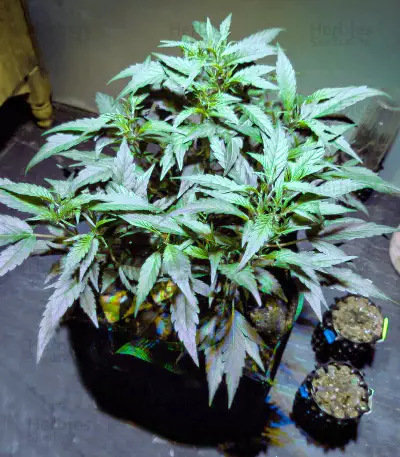 Super Mazar (Victory Seeds) Cannabis-Samen