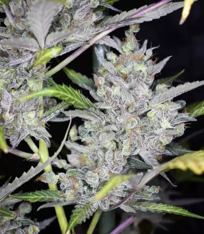 Wedding Cake Auto (Original Sensible Seeds) Cannabis-Samen