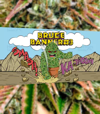 Bruce Banner #3 feminisierte Samen (Herbies Seeds)