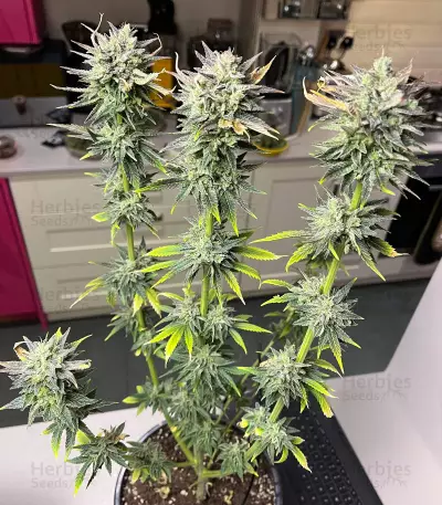 Chem OG (Female Seeds)