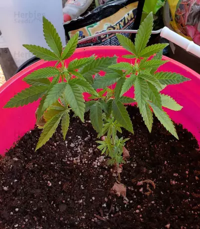 Auto Critical Orange Punch Feminized (Dutch Passion)