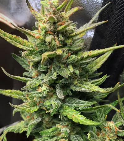 DO-SI-DOS (Cali Buds Seeds) Cannabis-Samen