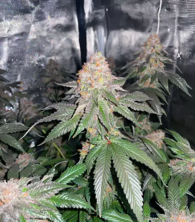 Gelato 41 x Gelato 41 Auto feminisierte Samen (Green House Seeds)