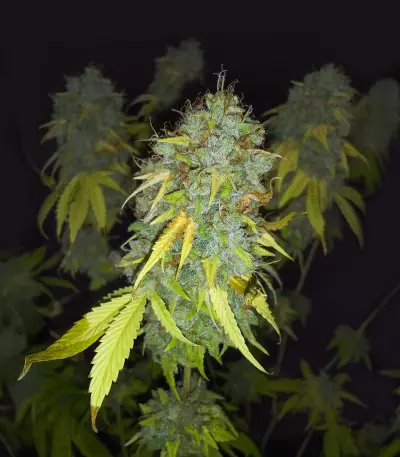 Ghost Train Haze feminisierte Samen (Seedkeepers)