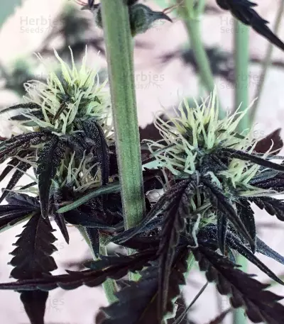 Girl Scout Cookies Auto (Auto Seeds) Cannabis-Samen