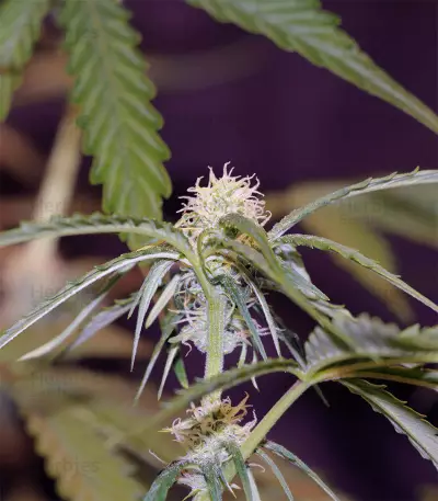 Glue Gelato Auto (Barney's Farm) Cannabis-Samen
