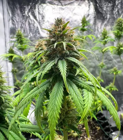 Jack Herer feminisierte Samen (Seedkeepers)