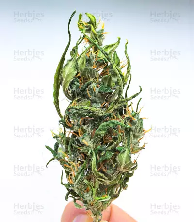 Kali Banner feminisierte Samen (AlphaFem Seeds)